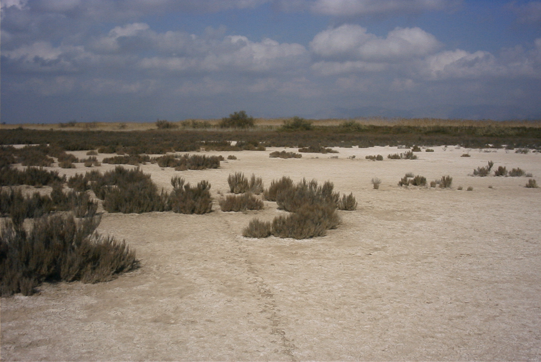 El Hondo. Saladar de La Reserva